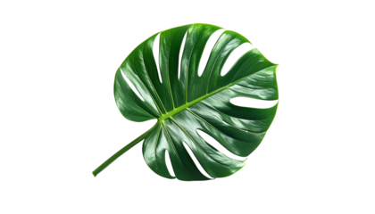 A vibrant, glossy green monstera leaf isolated against a stark, black background