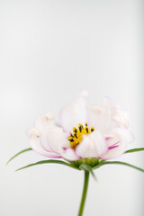 Fototapeta premium Close up of White and Pink Cosmos Flower with Curled Petals