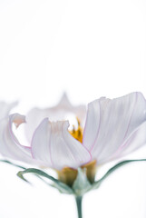 Obraz premium Close up of White and Pink Cosmos Flower with Curled Petals