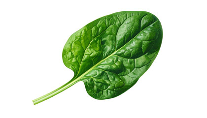 A vibrant, detailed shot of a single spinach leaf against a stark black background