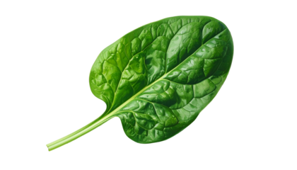 A vibrant, detailed shot of a single spinach leaf against a stark black background