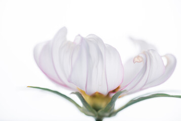 Close up of White and Pink Cosmos Flower with Curled Petals