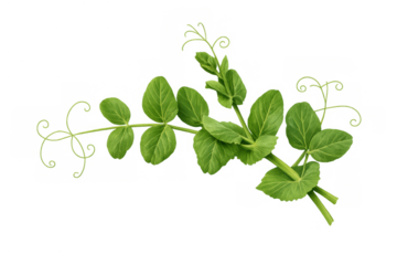 Fresh pea shoots with green leaves and delicate tendrils, healthy microgreens for culinary use, transparent background