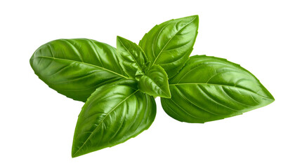Close-up of vibrant green basil leaves, set against a black, transparent background