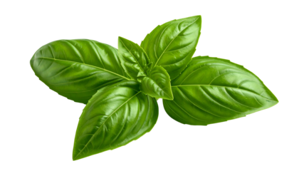 Close-up of vibrant green basil leaves, set against a black, transparent background
