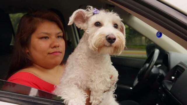Happy schnauzer dog enjoying a car ride with its owner