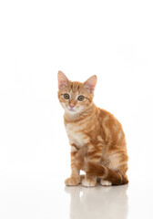 Obraz premium Orange Kitten on White Background