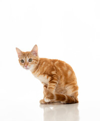 Orange Kitten on White Background