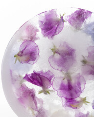 Purple Petals of Sweet Pea Flowers Frozen in Ice