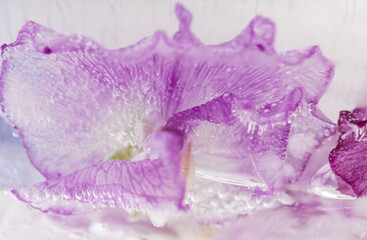 Purple Petals of Sweet Pea Flowers Frozen in Ice
