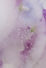 Purple Petals of Sweet Pea Flowers Frozen in Ice