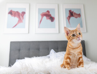 Close up of Orange Tabby Kitten Sitting on White Blanket