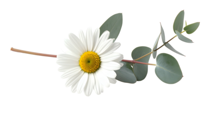 A single white daisy with yellow center, and green eucalyptus leaves against a black background