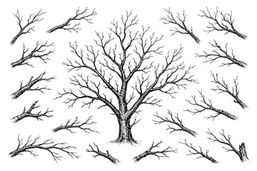 Obraz premium Intricate black and white tree with various leafless branches for design elements