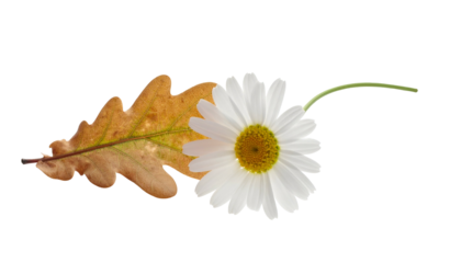 A vibrant daisy rests with a textured autumn leaf against a stark black background