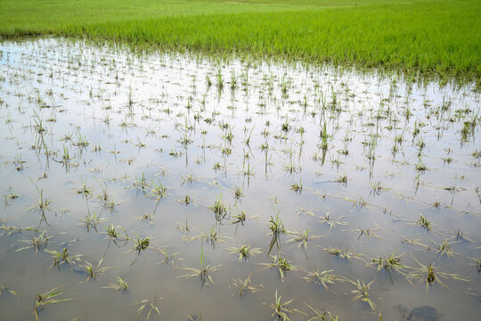 rice field in Indonesia submerged in water 