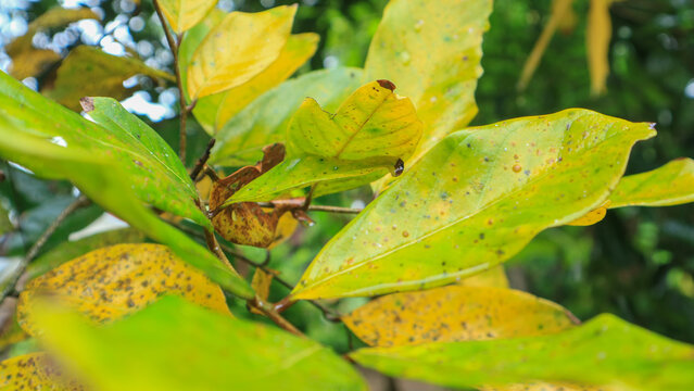 Yellow rambutan leaves, plant stress, nutrient deficiency