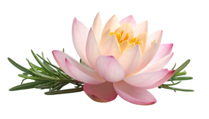 Pink lotus flower with yellow center and green sprig, isolated on black background