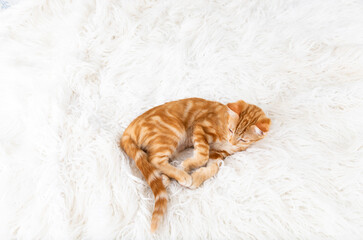 Obraz premium Close up of Orange Tabby Kitten Sleeping on White Blanket