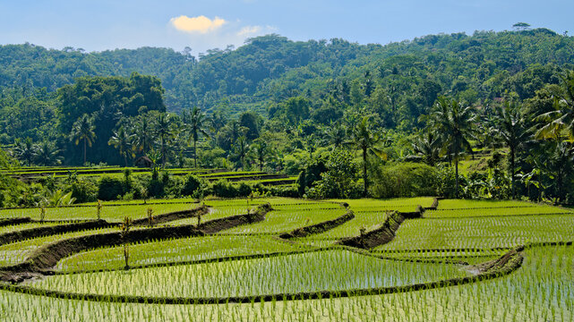 Lush green terraced rice paddies in a tropical valley with palm trees. Beautiful landscape of traditional agriculture and rural travel scenery. Cilacap, Indonesia
