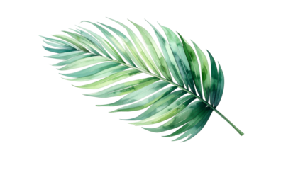 Watercolor illustration of a palm frond, rendered in shades of green on a transparent background