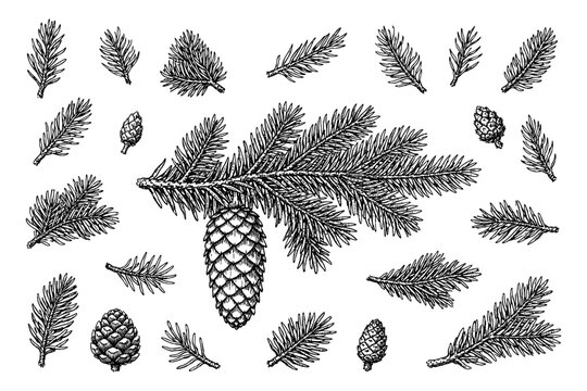 Detailed black and white pine cones and branches illustration with various needle patterns