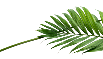 A vibrant, green palm frond, showcasing intricate details, against a stark black background