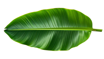 Isolated, glossy, green banana leaf on a black background, with visible veins and textures