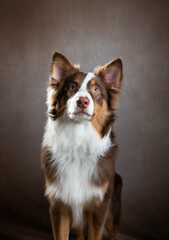 Brown and White Border Collie on Light Background