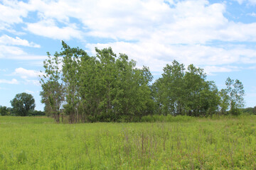 Fototapeta premium Grove of trees in in a field with cumulus clouds at James Pate Philip State Park in Bartlett, Illinois