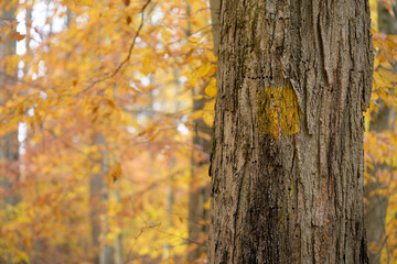 Obraz premium Vibrant autumn hues frame a yellow trail marker on a sturdy tree, guiding adventurers through a magical forest of orange and gold, inviting exploration and connection with nature's beauty