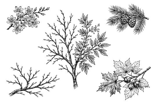Detailed botanical illustrations of various tree branches and leaves