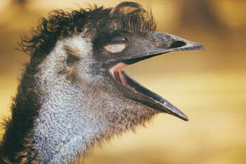 Emu laughing 