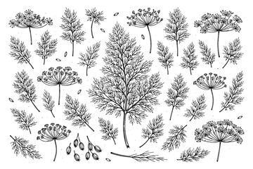 Intricate black and white botanical illustration of various dill plants and leaves