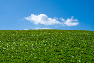 Empty grass field. Garden landscape. Wild grass meadow. Rural grass texture. Vibrant green environment. Green grassy land. Summer countryside. Green backdrop. Grass pattern. Blooming meadow.