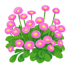 手描きのデイジーの花のイラスト