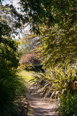 dirt trail through a garden