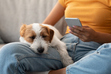 Closeup photo of adorable fluffy jack russel terrier dog sleeping on its owner laps, unrecognizable...