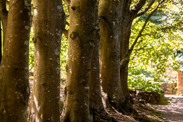 Obraz premium row of trees in the woods