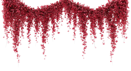 Highly detailed cascading botanical vines with small, textured crimson and oxblood red leaves, perfectly isolated against a transparent background, concept of sophisticated natural framing