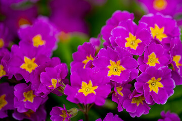 Primrose, primula, purple primrose. Flower spring garden. Flower blossom beauty. Flower colorful petals. Flower natural background.