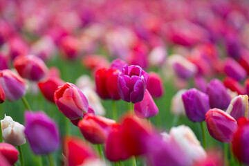 Obraz premium Red and pink tulips in garden landscape. Spring tulips floral background texture. Vivid blossoms spring field. Field of tulips with fresh spring mood. Spring flowers wallpaper.
