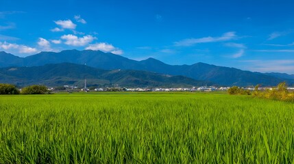 Fototapeta premium Vast green rice field stretching towards distant mountains under a clear blue sky