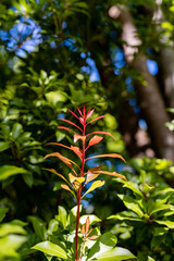 red leafed plant amongst green leaves and trees