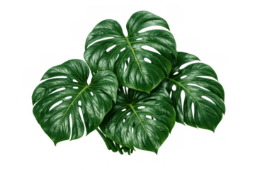 Monstera deliciosa plant leaves with distinctive splits and perforations, tropical foliage on transparent background