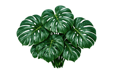 Monstera deliciosa leaves creating tropical foliage composition, lush green swiss cheese plant, transparent background