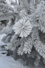 pine branches covered with frost in winter