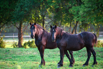 Horse pair standing on green pasture. Horse black equine outdoor portrait. Horse rural farm animal scene. Horse powerful mammal in nature.