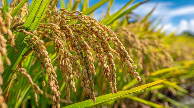 Golden rice stalks sway gently in a sunlit paddy field, ready for the autumn harvest.