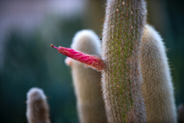Fototapeta premium Cactus displays vivid pink flower. Cactus contrasts soft bloom and spines. Cactus survives harsh dry environment. Cactus represents resilience and life.